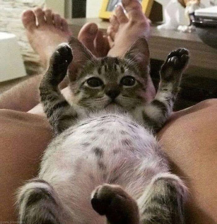46 Of The Funniest Cat Photos Shared By The Brazilian Facebook Page "What Cats Are These?"