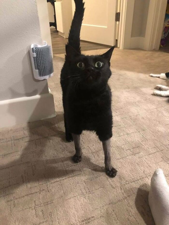 46 Of The Funniest Cat Photos Shared By The Brazilian Facebook Page "What Cats Are These?"