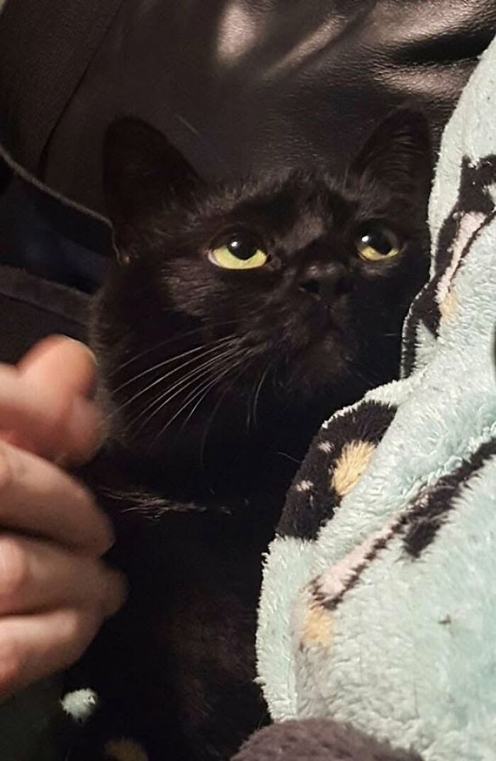 46 Of The Funniest Cat Photos Shared By The Brazilian Facebook Page "What Cats Are These?"