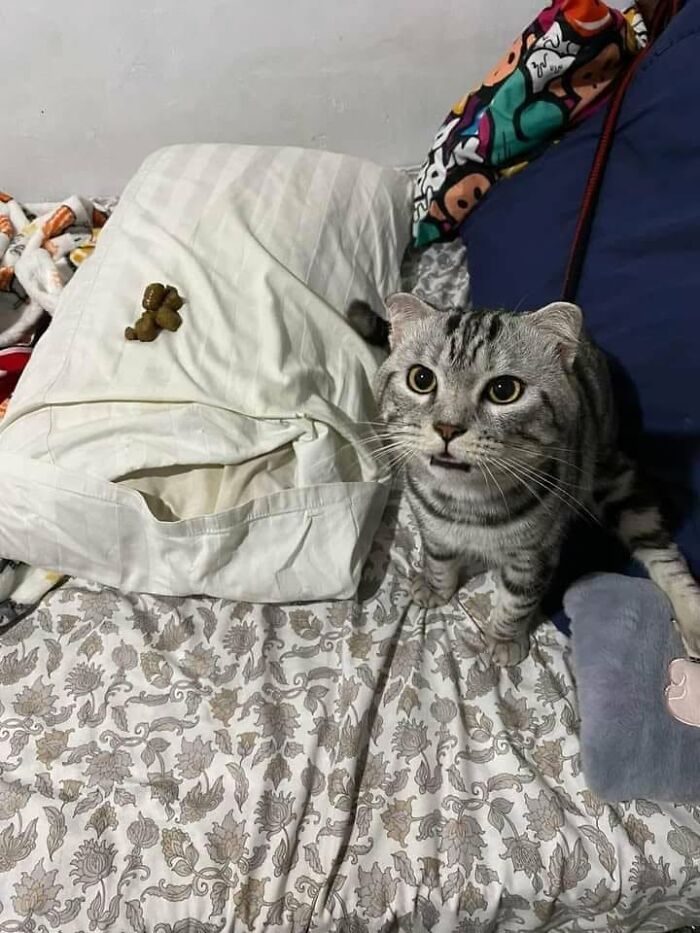46 Of The Funniest Cat Photos Shared By The Brazilian Facebook Page "What Cats Are These?"