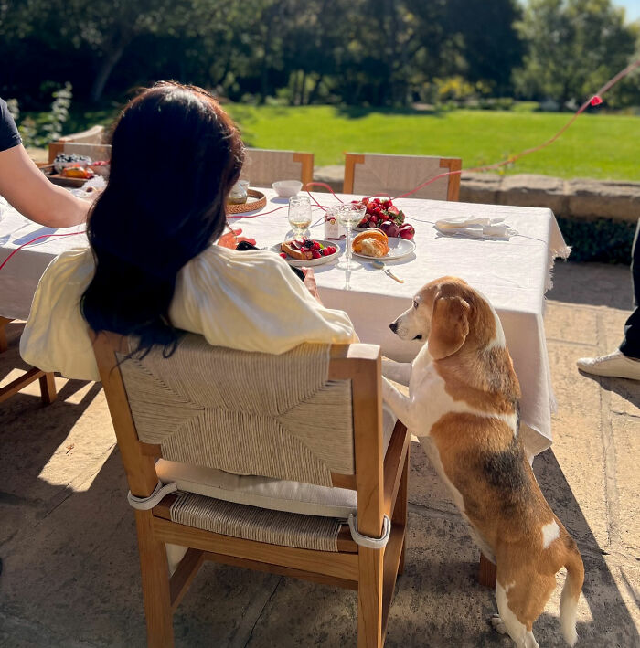 Meghan Markle and her beagle interacting at an outdoor table, renewing concern for kids. Meghan Markle and her beagle interacting at an outdoor table, renewing concern for kids.