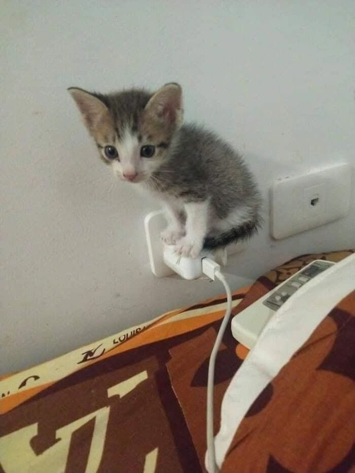 46 Of The Funniest Cat Photos Shared By The Brazilian Facebook Page "What Cats Are These?"