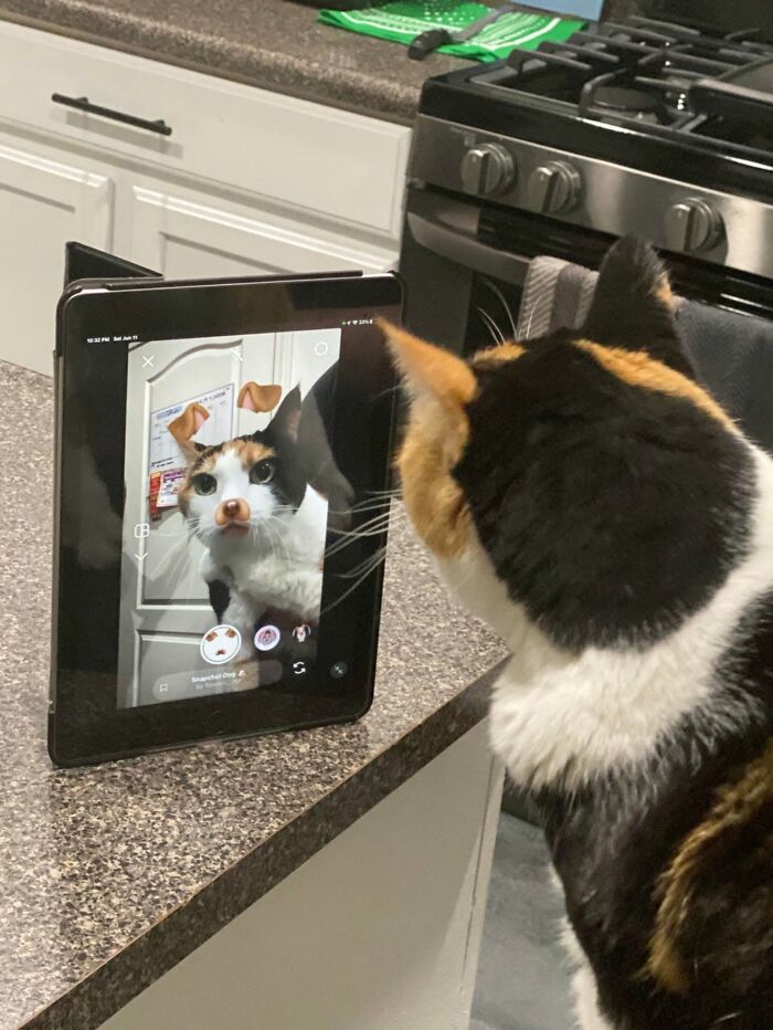 46 Of The Funniest Cat Photos Shared By The Brazilian Facebook Page "What Cats Are These?"