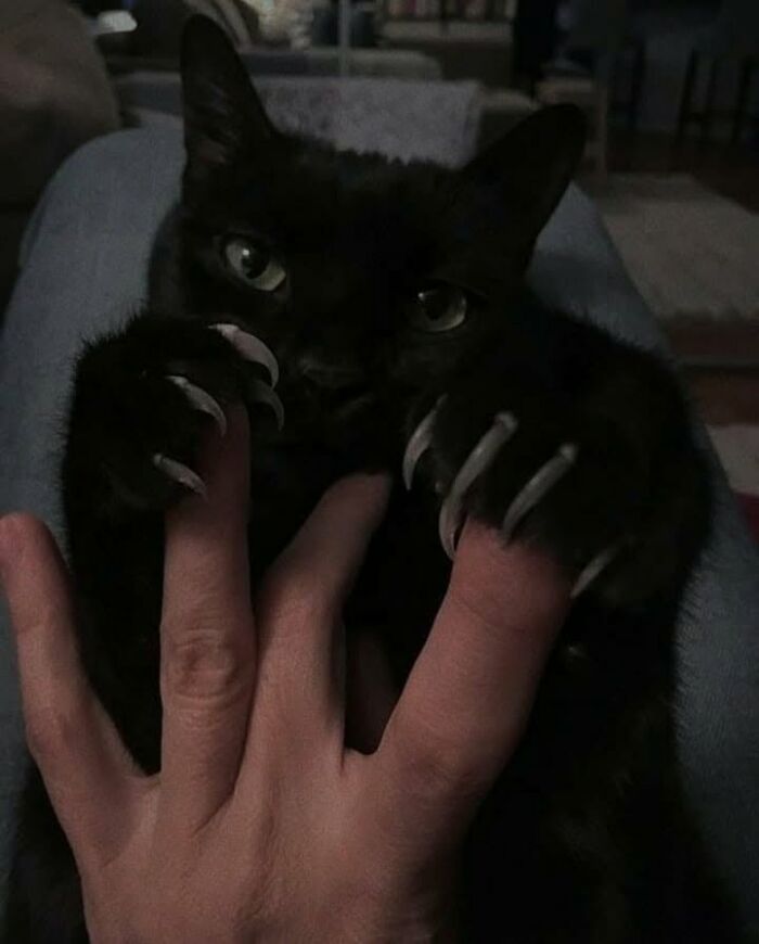 46 Of The Funniest Cat Photos Shared By The Brazilian Facebook Page "What Cats Are These?"
