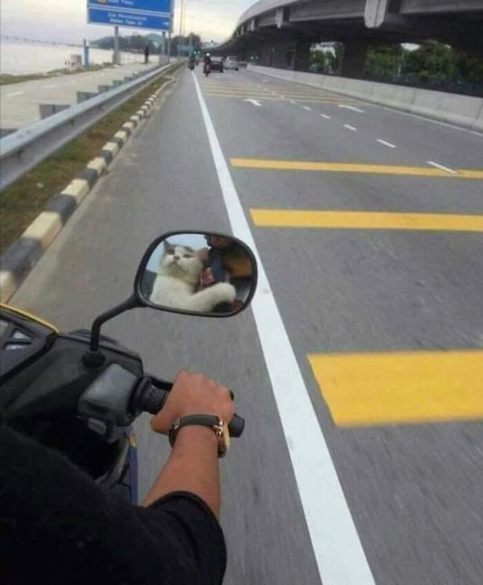46 Of The Funniest Cat Photos Shared By The Brazilian Facebook Page "What Cats Are These?"