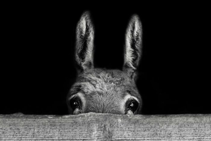 An expressive donkey peers over a fence in Gaspard Claude's perfectly timed street photos of Paris.