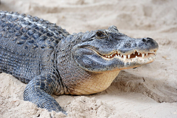 A large alligator resting on sand. The image relates to dumb reasons couples divorce.