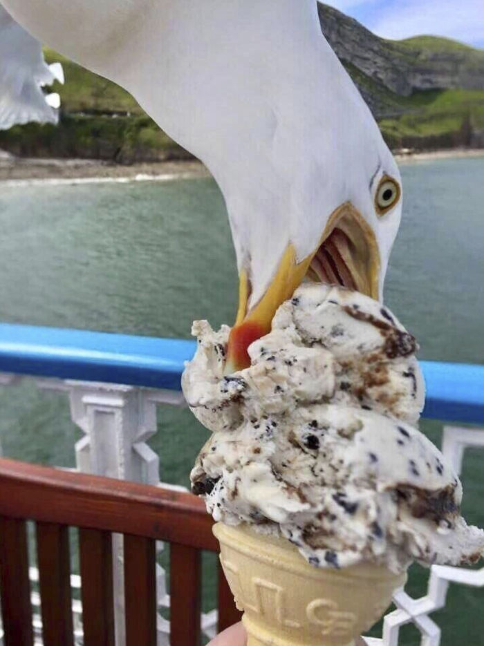 50 Perfectly Timed Animal Photos From This Online Collection That Are Almost Too Good To Be True