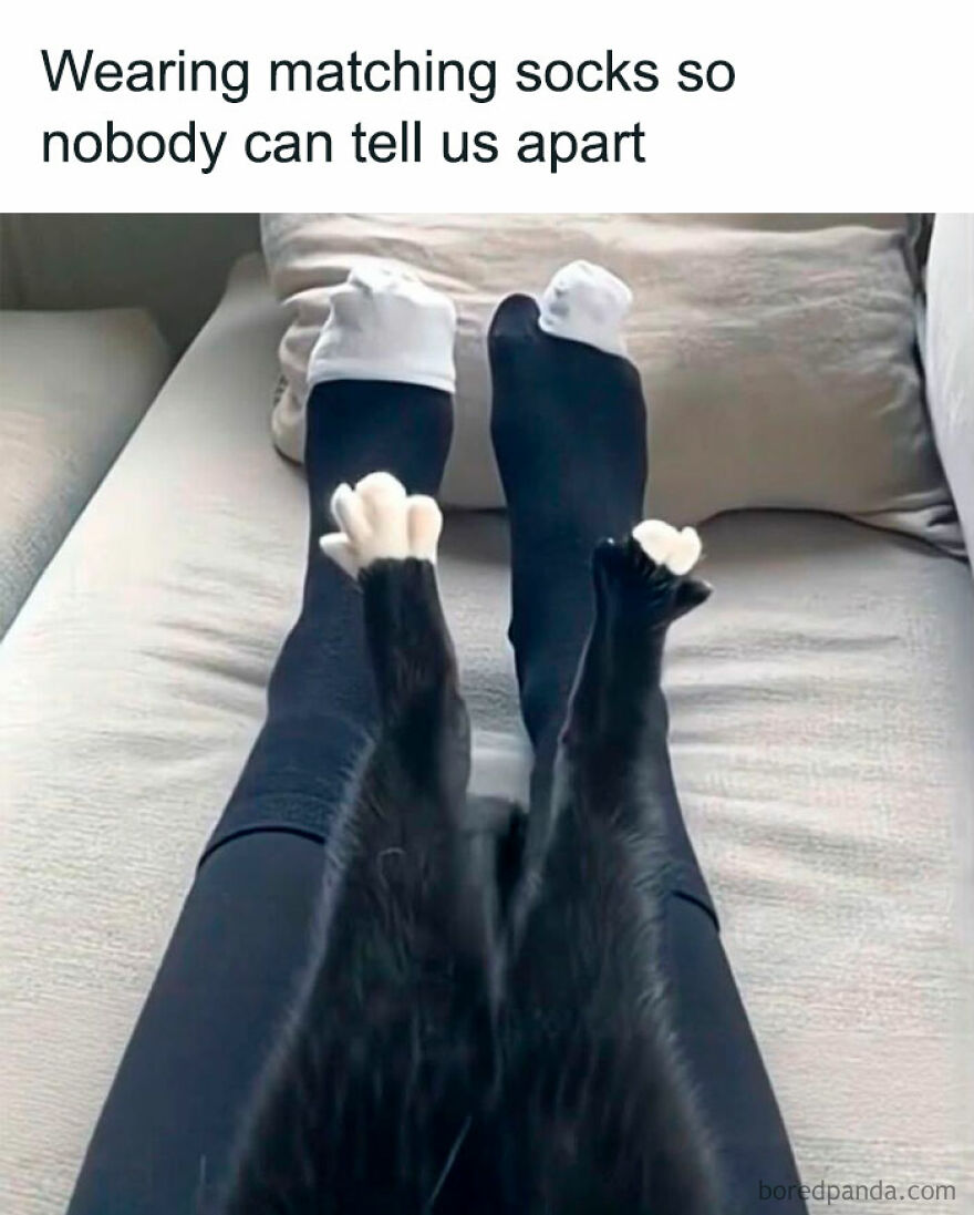 A funny image showing a person's legs with socks next to a black cat's legs, blending in.