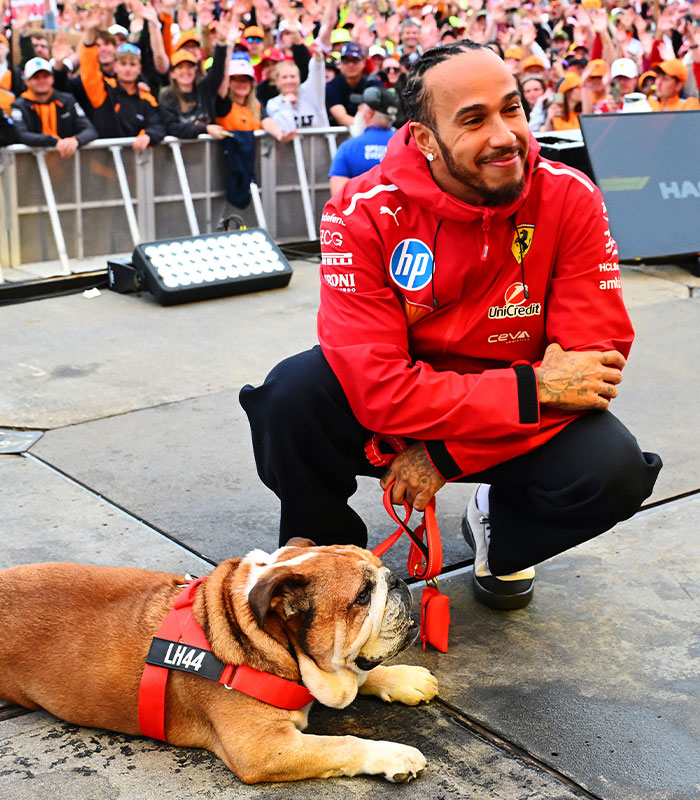 Lewis Hamilton kneels next to an English bulldog, a dog breed potentially facing a UK ban. Lewis Hamilton kneels next to an English bulldog, a dog breed potentially facing a UK ban.