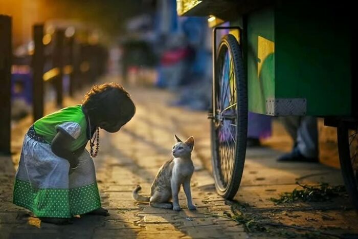 “The Secret Lives Of India’s Street Cats”: 24 Heartwarming Photos That Turn Everyday Felines Into Unforgettable Stars