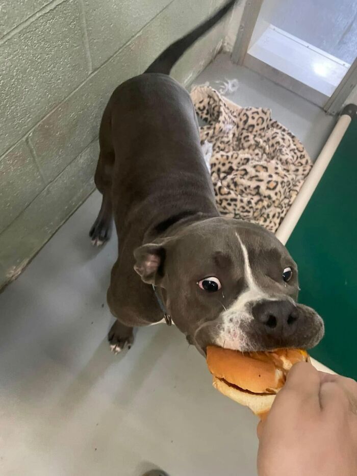 A happy dog from the shelter receives a hamburger, looking up with wide eyes as it takes a bite.
