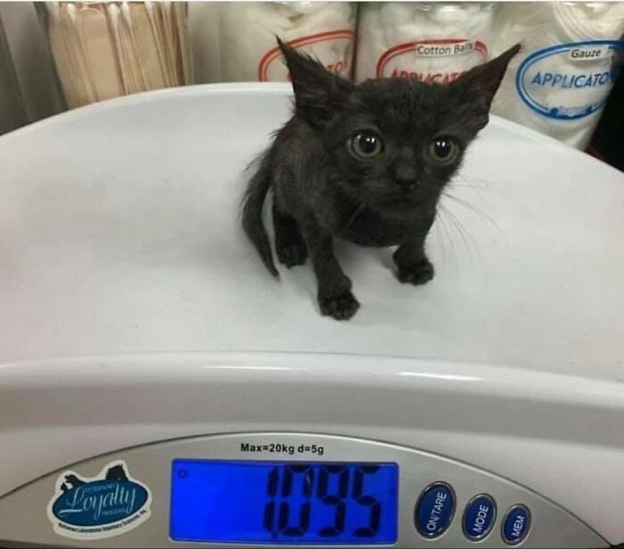 A tiny kittens stands on a digital scale, displaying its weight, a touching moment among cat pics.