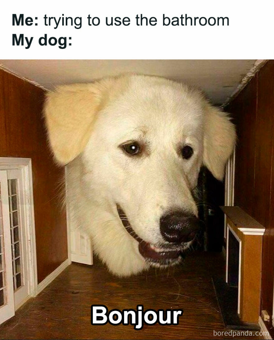 Humorous animal meme featuring a large dog head in a bathroom, titled My dog.