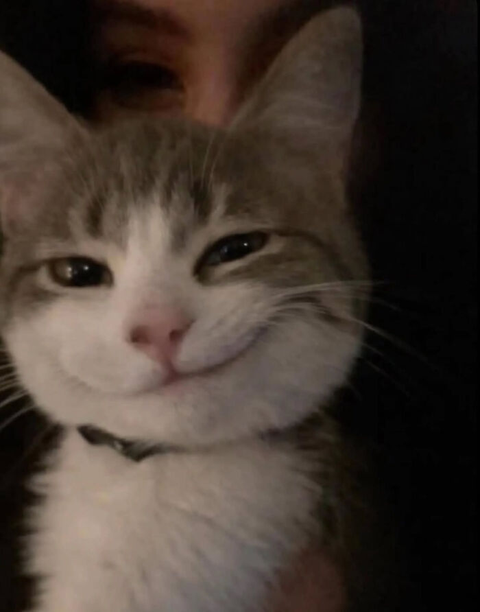 A charming Cat Memes close-up of a smiling cat with a sly expression.