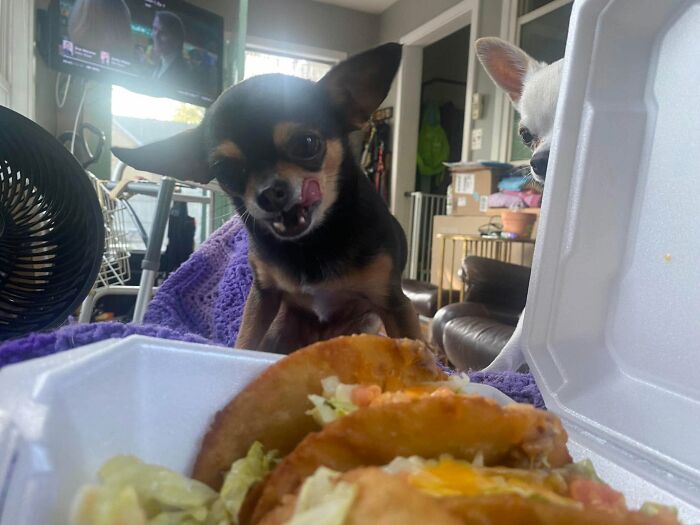 A funny animal encounter: a chihuahua intently licking its lips while looking at a container of tacos, with another dog nearby.
