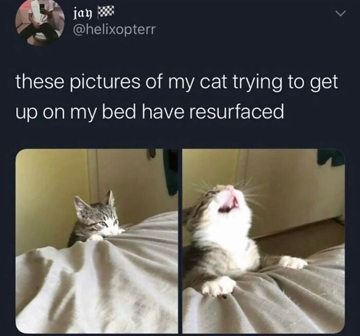A cat meme depicts two images of a small cat trying to get onto a bed, illustrating life with a tiny four-legged menace.