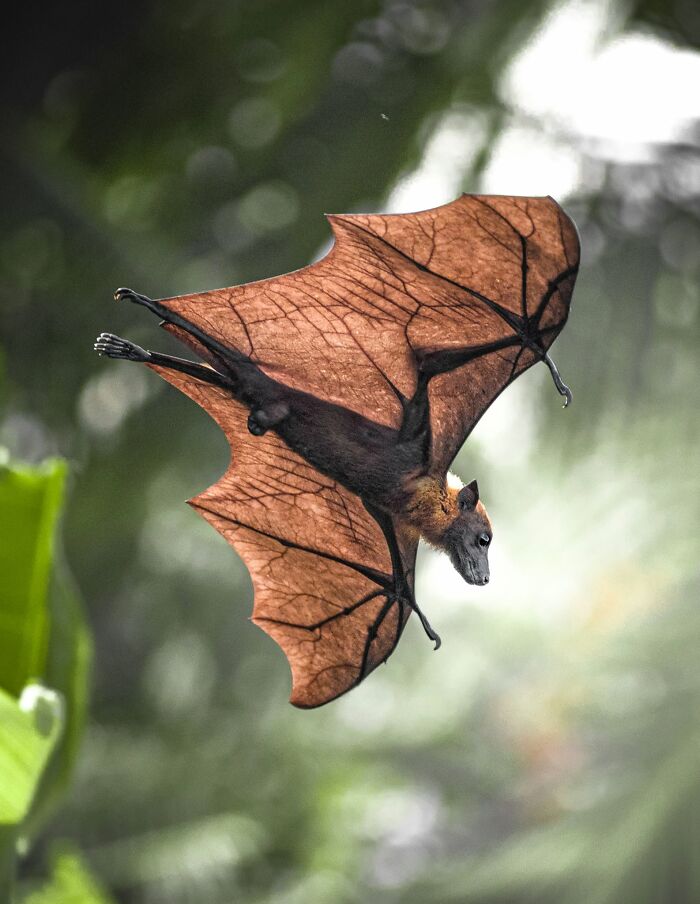 40 Amazing Animal Photos That Prove Nature And Pets Never Run Out Of Surprises