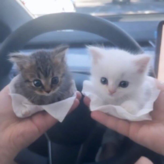 Two tiny Cat Memes kittens, one brown and one white, held in cupped hands inside a car.