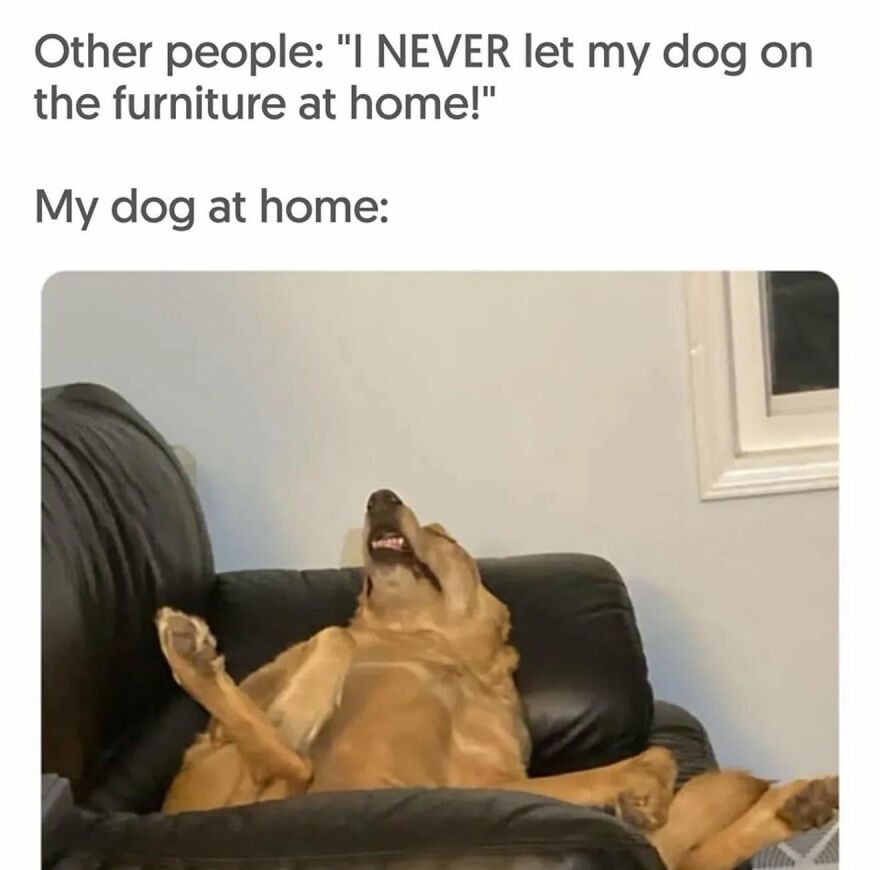 An animal meme depicting a golden retriever dog lying on a couch with its head tilted back, relaxing on the furniture.