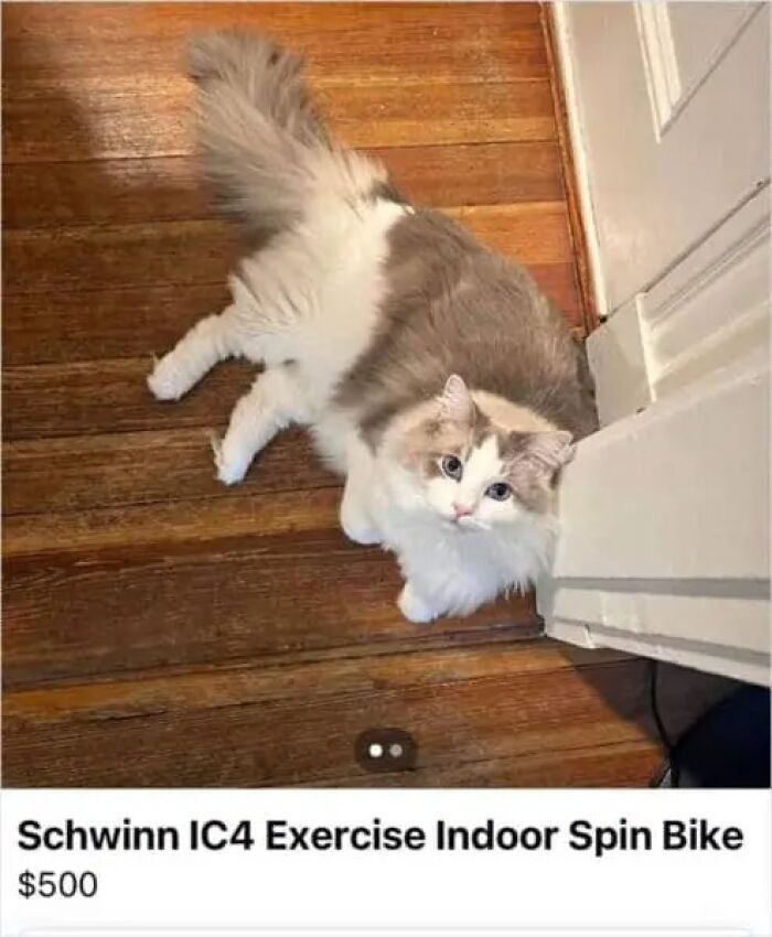 A fluffy cat lying on a wooden floor next to a door, hilariously listed as a Schwinn IC4 Exercise Indoor Spin Bike on an online marketplace, attracting the weirdest people.