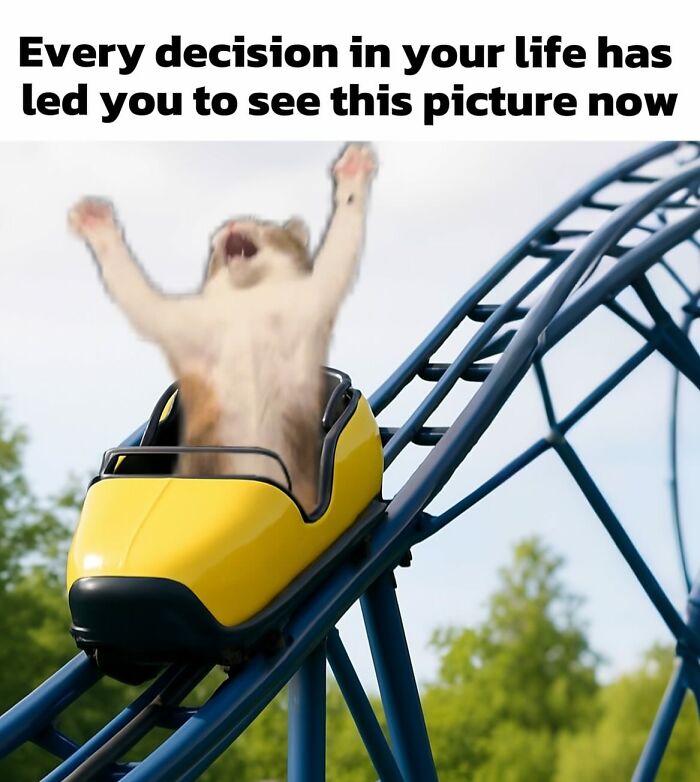 A cat meme shows a cat on a roller coaster with an excited expression, perfectly summing up life with a tiny four-legged menace.
