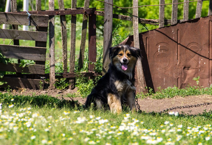 Chained dog in a yard, part of the empty property squatter story, with a fence and gate behind it. Chained dog in a yard, part of the empty property squatter story, with a fence and gate behind it.