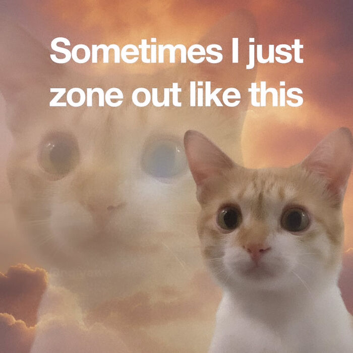 A cat with text, Sometimes I just zone out like this.