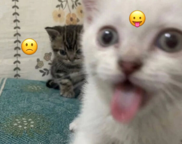 A funny cat meme of a white cat sticking out its tongue while another cat is in the background.