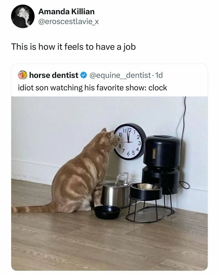 A cat meme showing a tabby cat staring intently at a clock, humorously depicting life with a tiny four-legged menace.