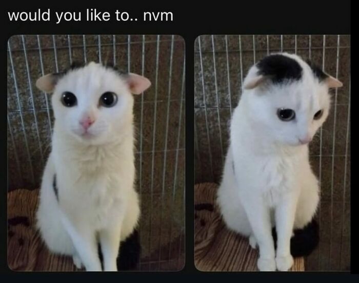 A two-panel cat meme showing a white cat with big eyes looking happy then sad, perfectly summing up life with a tiny four-legged menace.