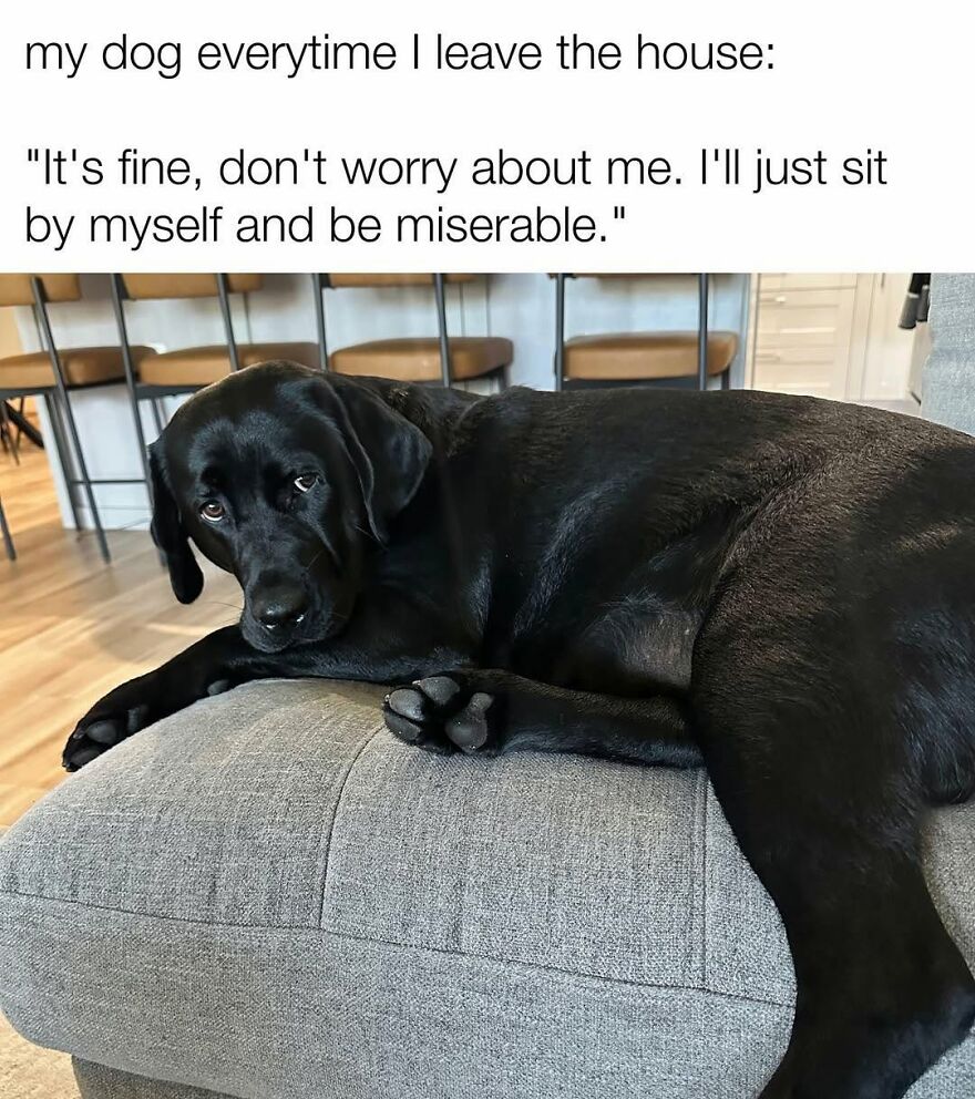A sad black animal, a dog, lying on a couch with a relatable quote about being left alone for animal memes.