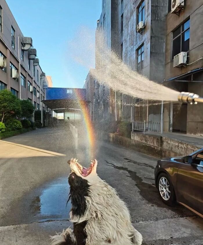 An absurd dog image of a dog with its mouth open, catching water from a hose creating a rainbow.