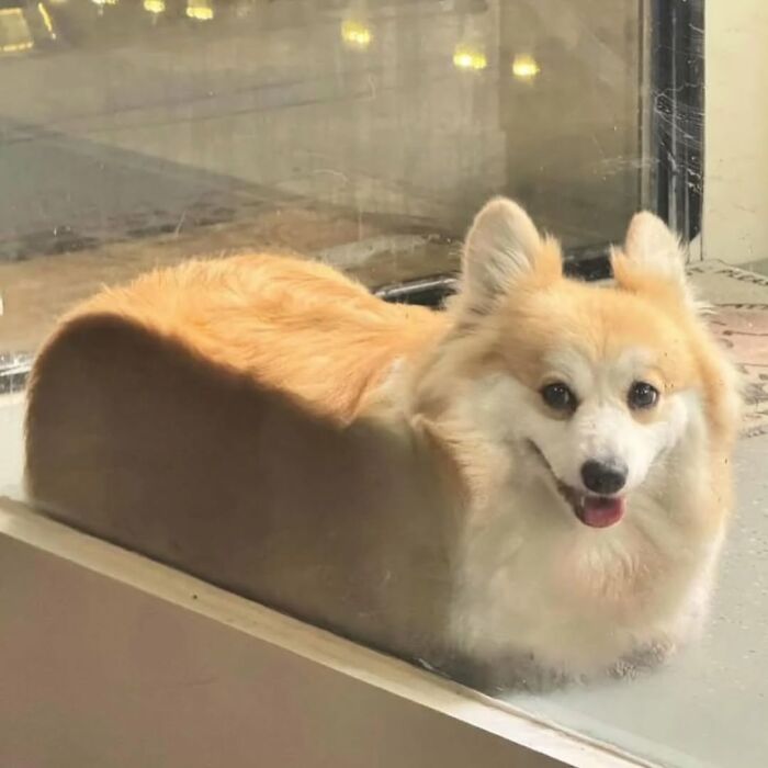 An artistic dog image of a corgi appearing shaped like a loaf of bread, looking out a window.