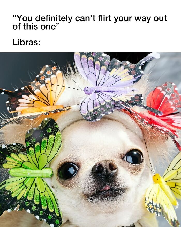 A cute chihuahua dog wearing a headband with colorful butterfly decorations, a relatable dog meme featuring a Libra dog.