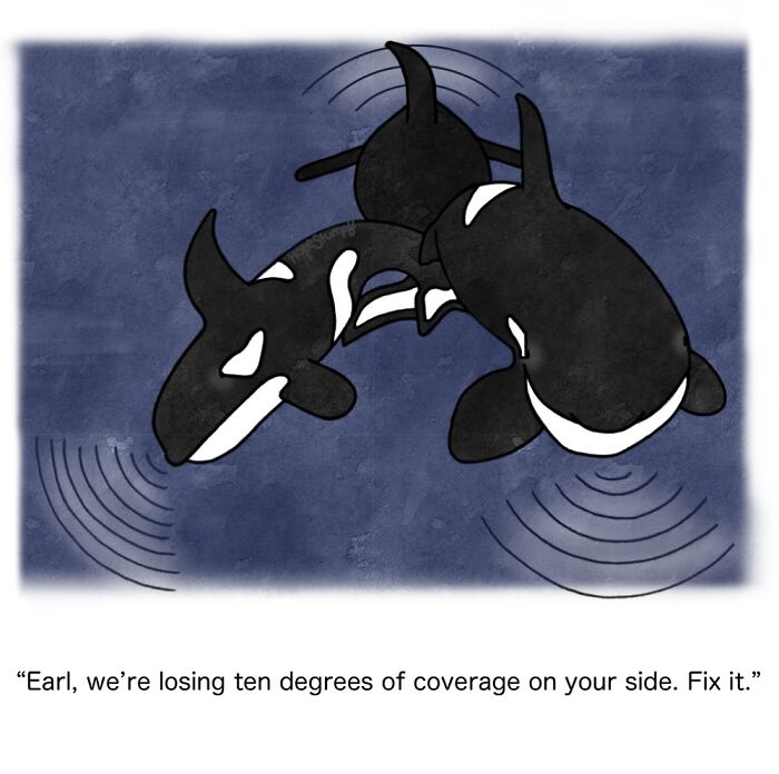 Hilariously relatable comics show three orcas in the ocean, one on its side, in a funny animal situation.