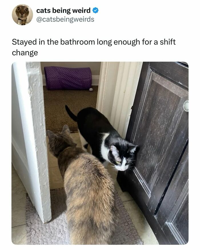 Two cats meeting at a doorway, illustrating cat memes about life with a tiny four-legged menace.