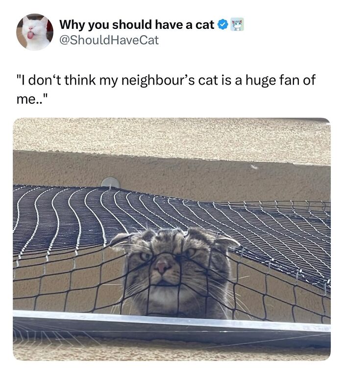 A cat with a funny, squished face looking through a net, a humorous cat meme about life with a tiny four-legged menace.