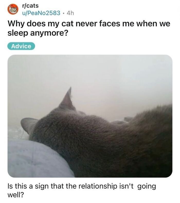 A cat lying with its back to the camera, a cat meme about a tiny four-legged menace ignoring its owner.
