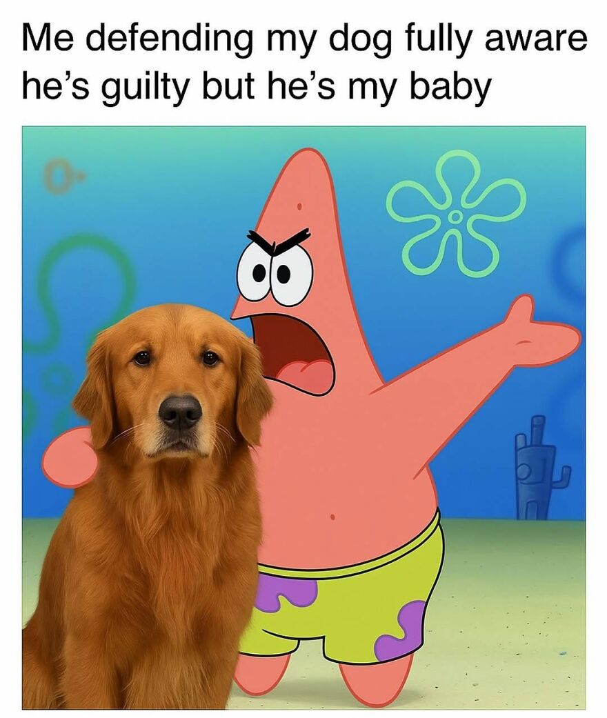 A meme of a golden retriever dog next to an angry Patrick Star, depicting animal memes.