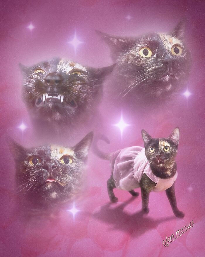 Hilarious 80s portrait of a pet cat in a pink dress, with three other cat facial expressions.