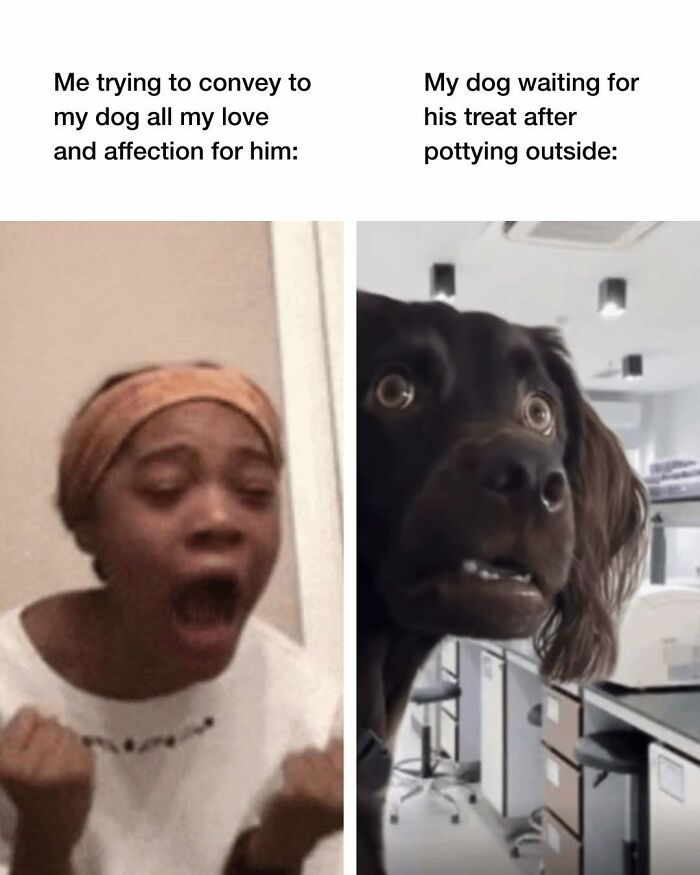 A humorous dog meme comparing a person expressing love to their dog with the dog's intense focus on getting a treat.