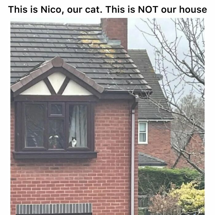 A funny cat meme featuring Nico the cat looking out a window of a house that isn't his own, summing up life with a tiny four-legged menace.
