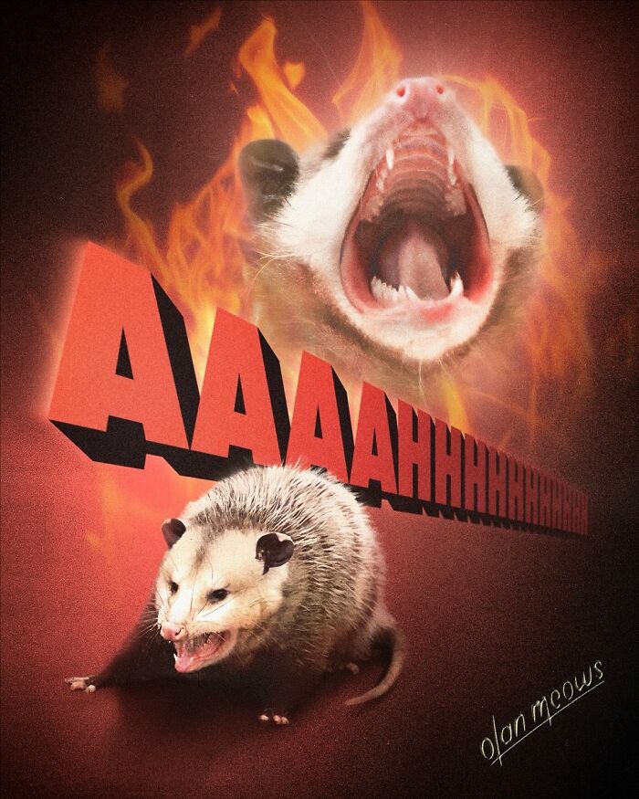 Hilarious 80s portrait of a screaming possum with fire effects and exaggerated text.