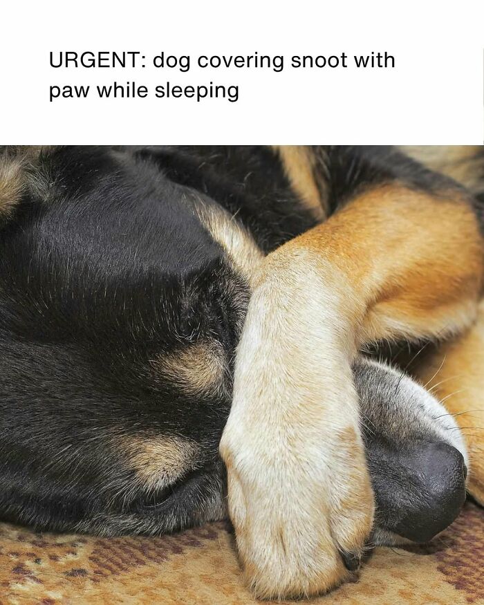 A dog toy maker meme showing a dog covering its snoot with a paw while sleeping.