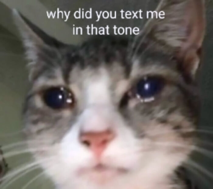 A sad cat meme showing a close-up of a cat with teary eyes, asking why someone texted it in that tone.