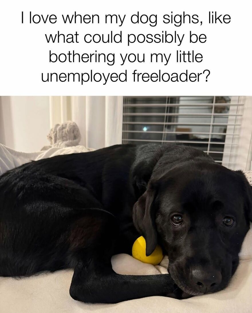 A black labrador dog sighing, with a yellow ball, showcasing animal memes.