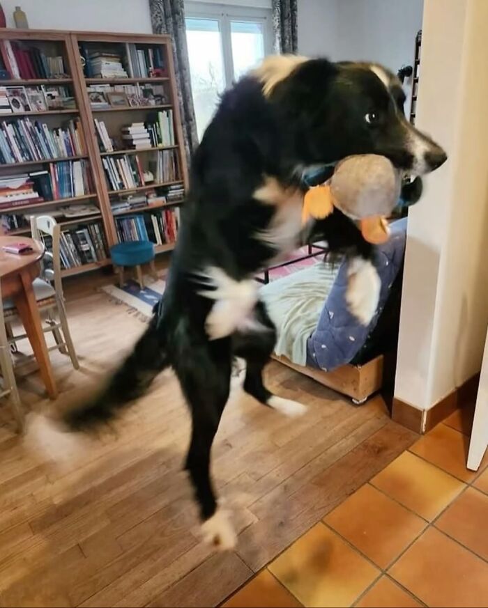 An artistic dog image showing a border collie jumping playfully with a toy in its mouth.