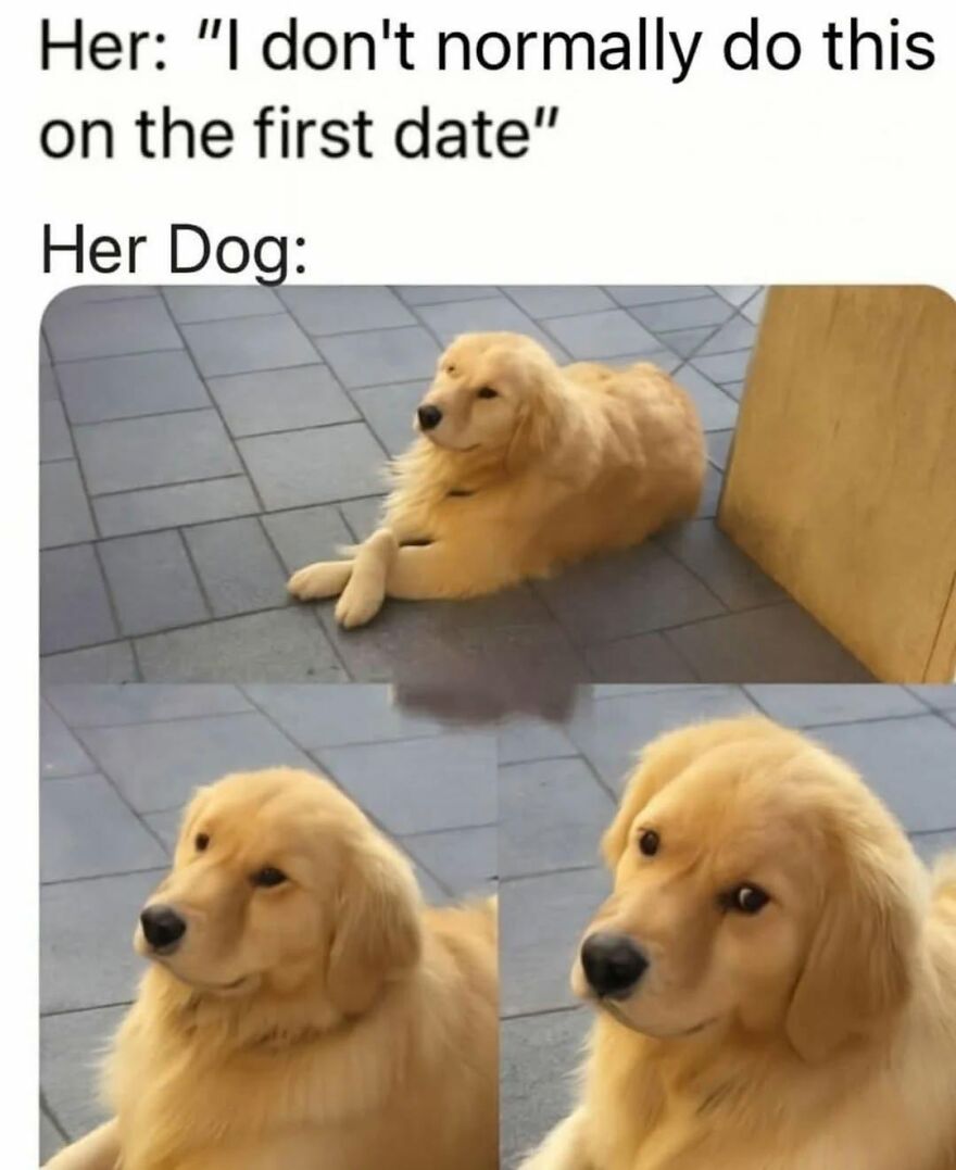 A golden retriever dog meme looking skeptical, representing animal memes.