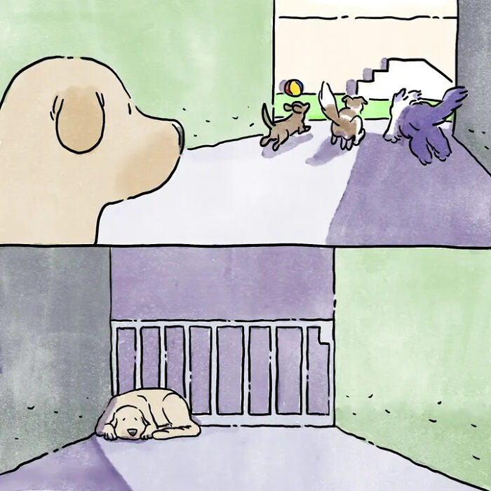 Heartwarming comics: a lonely dog watches other dogs play, capturing emotional life with pets. Heartwarming comics: a lonely dog watches other dogs play, capturing emotional life with pets.